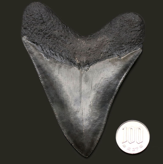 こだわりの厳選品！光沢のあるエナメル質、先端まで保存されたセレーション！人気のメガロドン（Carcharodon megalodon）の上質な歯化石（その13）
