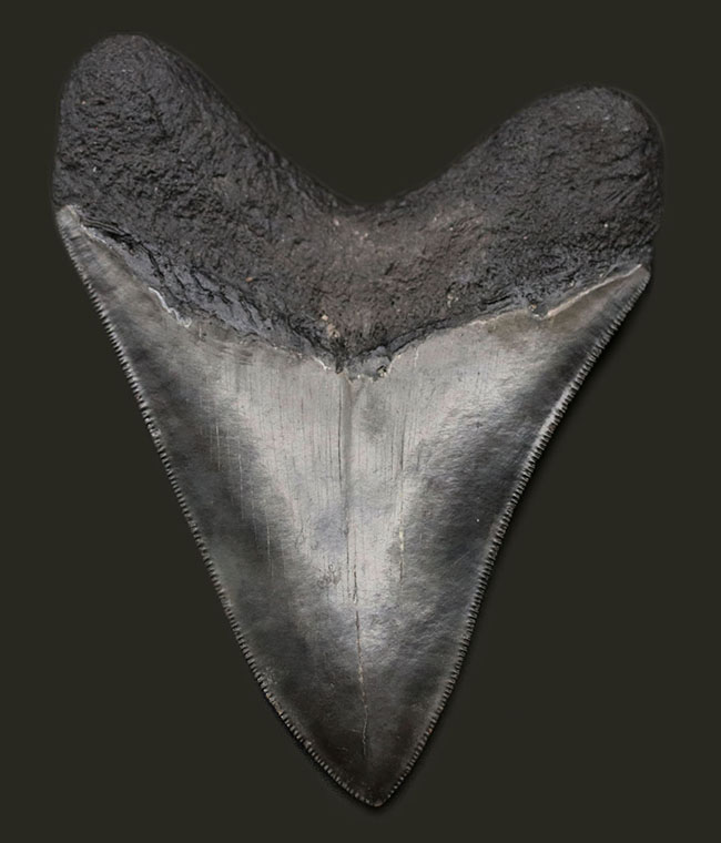 こだわりの厳選品！光沢のあるエナメル質、先端まで保存されたセレーション！人気のメガロドン（Carcharodon megalodon）の上質な歯化石（その2）
