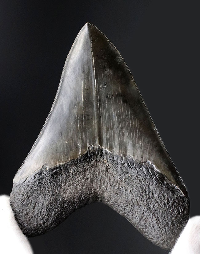 こだわりの厳選品！光沢のあるエナメル質、先端まで保存されたセレーション！人気のメガロドン（Carcharodon megalodon）の上質な歯化石（その8）