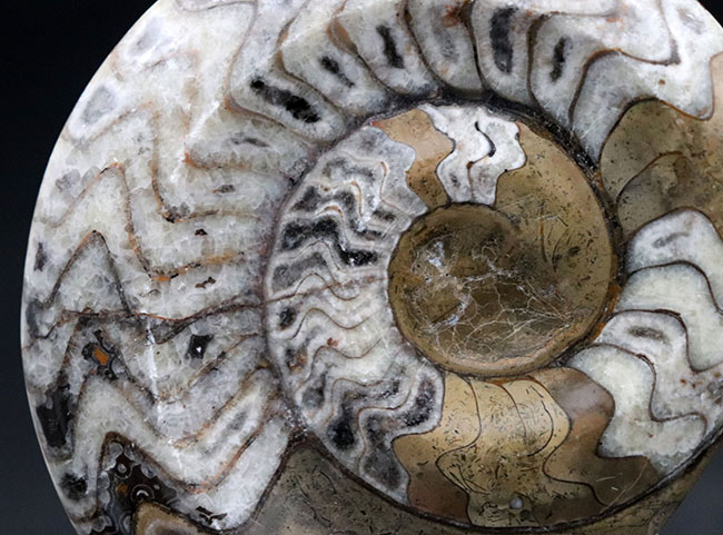 直径最大部１０７ミリの大きな、ゴニアタイト（Goniatite）の化石。美しい模様が保存された美品（その4）