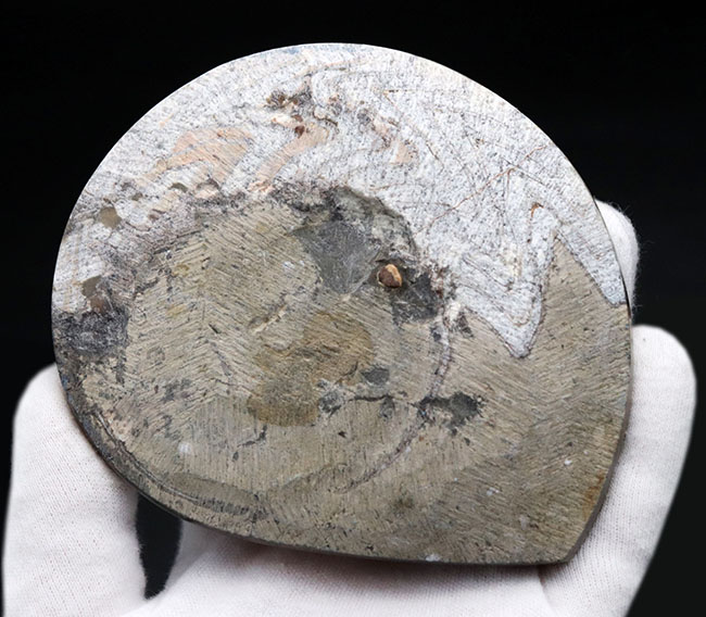 直径最大部１０７ミリの大きな、ゴニアタイト（Goniatite）の化石。美しい模様が保存された美品（その6）