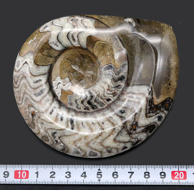 直径最大部１０７ミリの大きな、ゴニアタイト（Goniatite）の化石。美しい模様が保存された美品（その8）