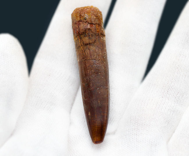 ザ・パーフェクト!抜きん出た保存状態を誇る、竜脚類恐竜、レッバキサウルス(Rebbachisaurus)の歯化石(その6)
