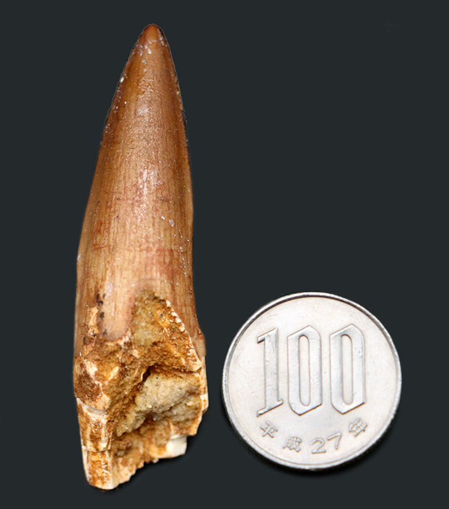 非常に美しいコレクショングレードの見事なスピノサウルス(Spinosaurus)の歯化石(その11)