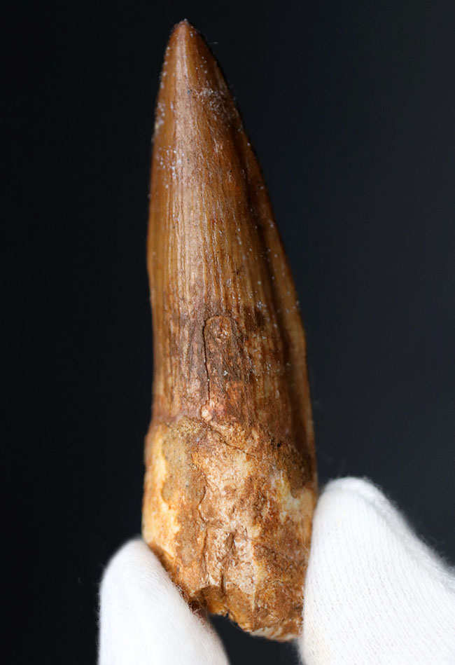 非常に美しいコレクショングレードの見事なスピノサウルス(Spinosaurus)の歯化石(その3)