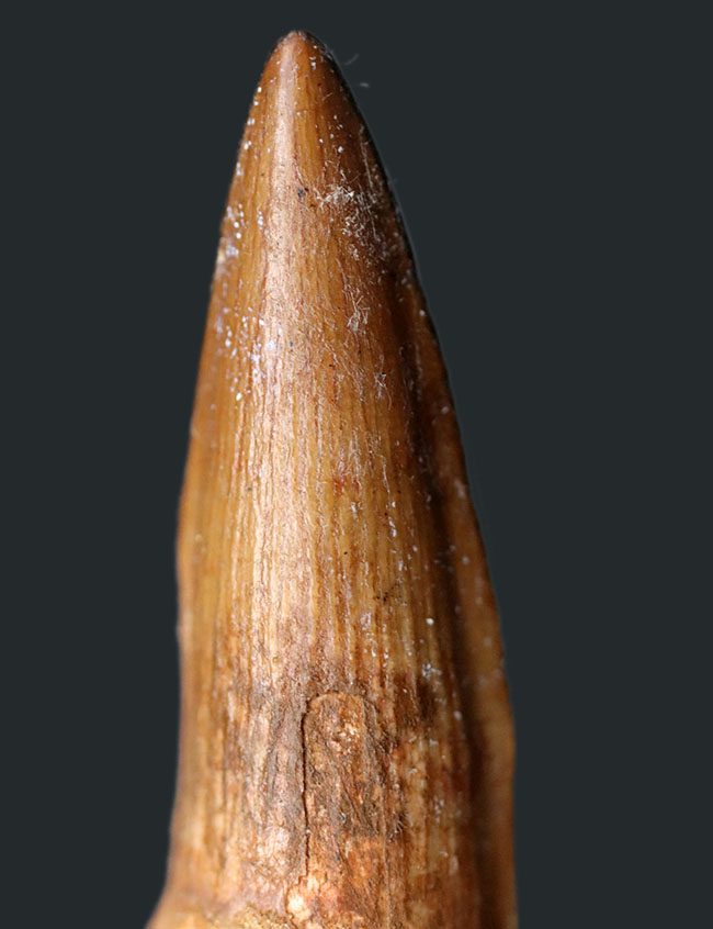非常に美しいコレクショングレードの見事なスピノサウルス(Spinosaurus)の歯化石(その7)
