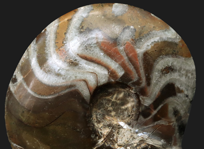 ホールタイプ！古生代デボン紀の海を遊泳していたアンモナイトの祖先、ゴニアタイト（Goniatite）の化石（その2）