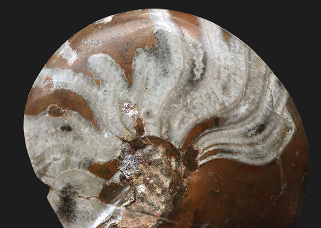 ホールタイプ！古生代デボン紀の海を遊泳していたアンモナイトの祖先、ゴニアタイト（Goniatite）の化石（その5）