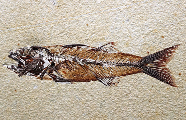 上顎に鋭く尖った歯を持った古代魚、ミオプロススの化石。本体15センチに迫る立派な個体(その1)