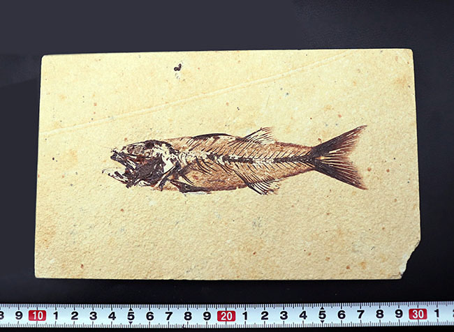 上顎に鋭く尖った歯を持った古代魚、ミオプロススの化石。本体15