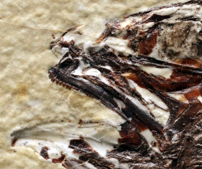上顎に鋭く尖った歯を持った古代魚、ミオプロススの化石。本体１５センチに迫る立派な個体（その11）