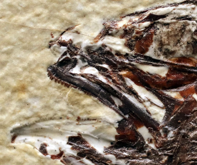 上顎に鋭く尖った歯を持った古代魚、ミオプロススの化石。本体15センチに迫る立派な個体(その11)