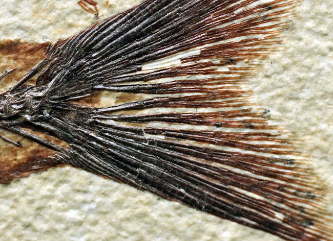 上顎に鋭く尖った歯を持った古代魚、ミオプロススの化石。本体15センチに迫る立派な個体(その12)