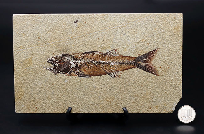 上顎に鋭く尖った歯を持った古代魚、ミオプロススの化石。本体15