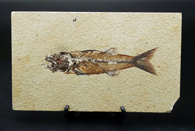 上顎に鋭く尖った歯を持った古代魚、ミオプロススの化石。本体15センチに迫る立派な個体(その2)