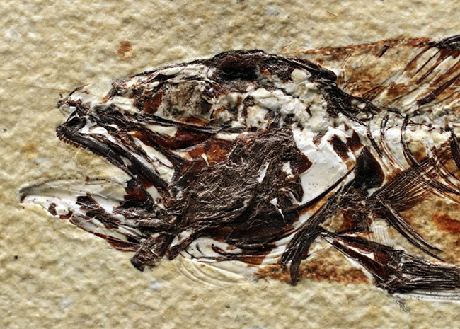 上顎に鋭く尖った歯を持った古代魚、ミオプロススの化石。本体１５センチに迫る立派な個体（その4）