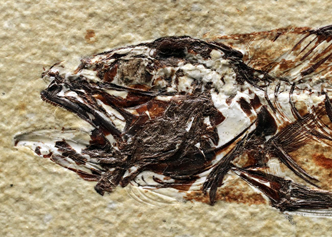 上顎に鋭く尖った歯を持った古代魚、ミオプロススの化石。本体15センチに迫る立派な個体(その4)