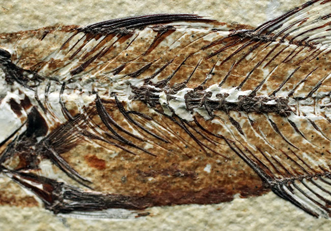 上顎に鋭く尖った歯を持った古代魚、ミオプロススの化石。本体１５センチに迫る立派な個体（その5）