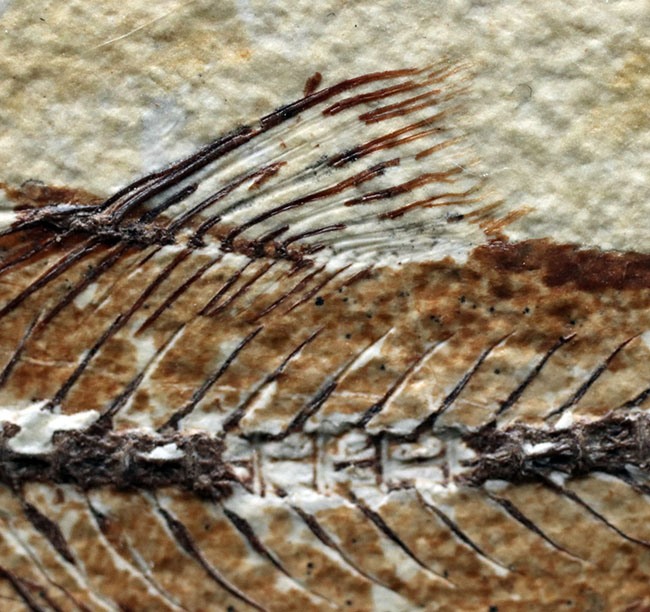 上顎に鋭く尖った歯を持った古代魚、ミオプロススの化石。本体15センチに迫る立派な個体(その6)