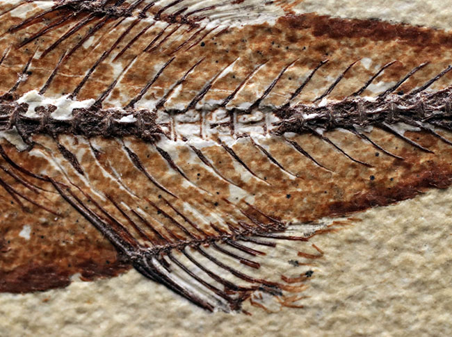 上顎に鋭く尖った歯を持った古代魚、ミオプロススの化石。本体１５センチに迫る立派な個体（その7）