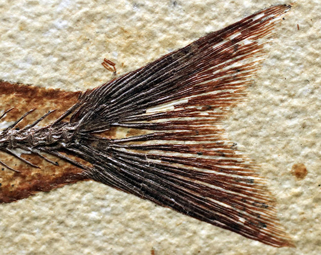 上顎に鋭く尖った歯を持った古代魚、ミオプロススの化石。本体１５センチに迫る立派な個体（その8）