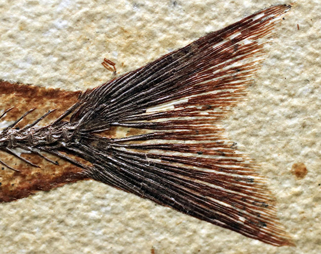 上顎に鋭く尖った歯を持った古代魚、ミオプロススの化石。本体15センチに迫る立派な個体(その8)