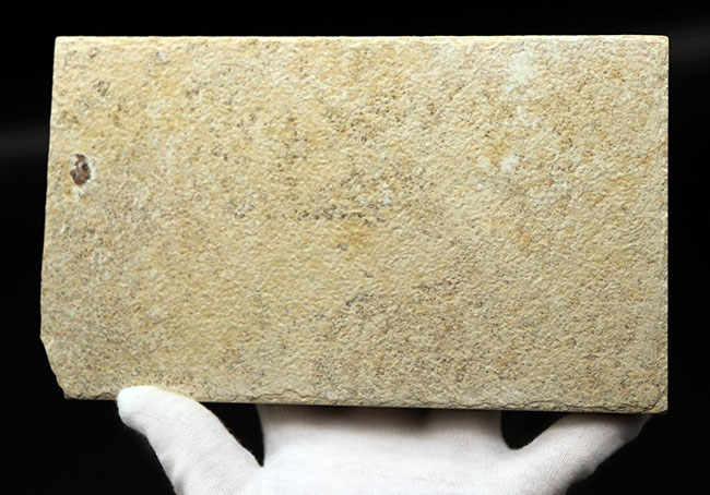 上顎に鋭く尖った歯を持った古代魚、ミオプロススの化石。本体15センチに迫る立派な個体(その9)