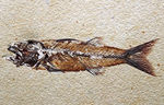 上顎に鋭く尖った歯を持った古代魚、ミオプロススの化石。本体１５センチに迫る立派な個体