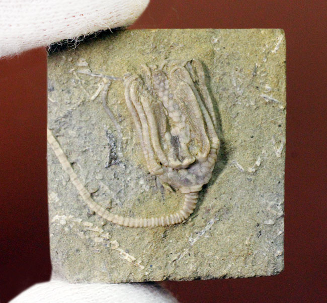 リーズナブルプライス！茎、クラウン、触手の三点とも保存されている米国インディアナ産のウミユリの化石（その1）