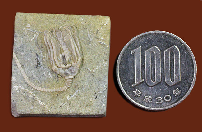 リーズナブルプライス！茎、クラウン、触手の三点とも保存されている米国インディアナ産のウミユリの化石（その10）