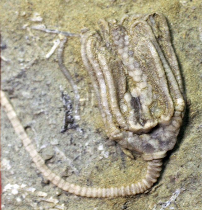 リーズナブルプライス！茎、クラウン、触手の三点とも保存されている米国インディアナ産のウミユリの化石（その2）