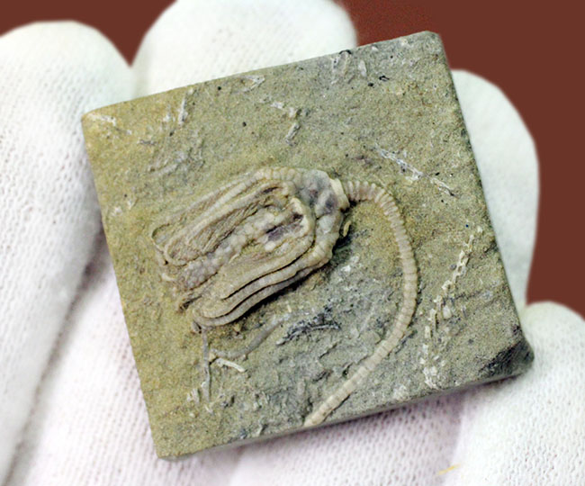 リーズナブルプライス！茎、クラウン、触手の三点とも保存されている米国インディアナ産のウミユリの化石（その5）