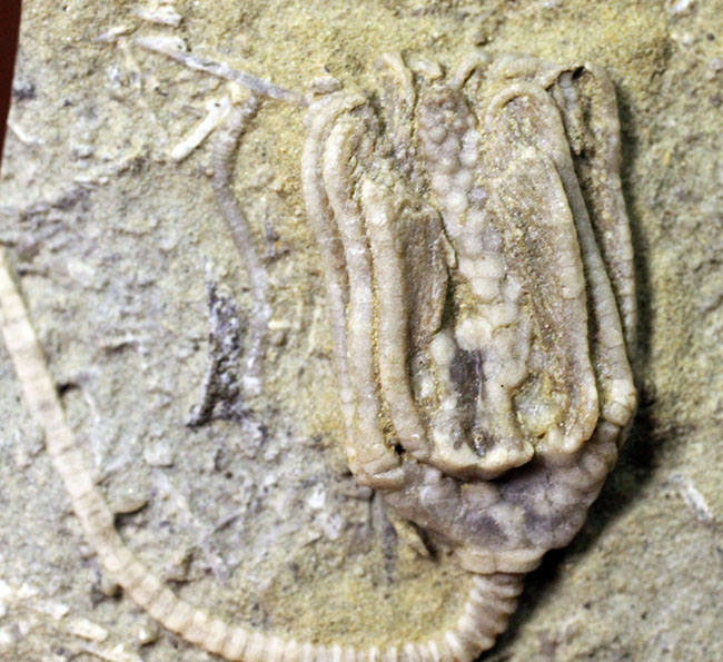 リーズナブルプライス！茎、クラウン、触手の三点とも保存されている米国インディアナ産のウミユリの化石（その7）