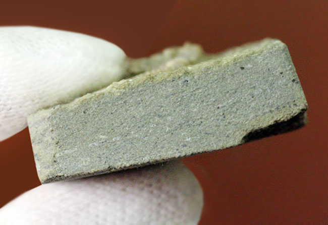リーズナブルプライス！茎、クラウン、触手の三点とも保存されている米国インディアナ産のウミユリの化石（その8）