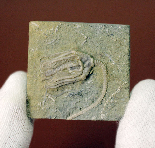 リーズナブルプライス！茎、クラウン、触手の三点とも保存されている米国インディアナ産のウミユリの化石（その9）