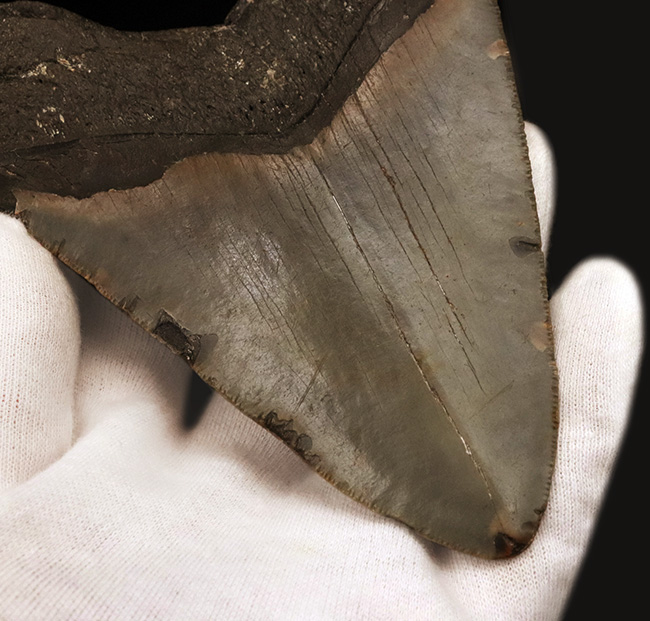 メガロドン（Megalodon）の美麗歯化石。サイズ、状態ともに