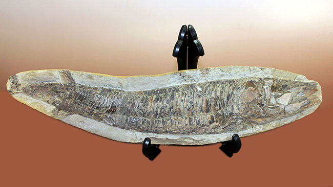 中生代白亜紀に棲息していた絶滅魚、ヴィンクティフェルの化石（その1）