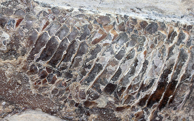 中生代白亜紀に棲息していた絶滅魚、ヴィンクティフェルの化石(その11)