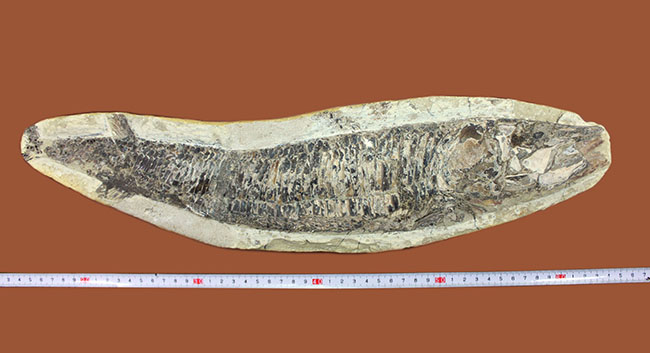 中生代白亜紀に棲息していた絶滅魚、ヴィンクティフェルの化石（その12）