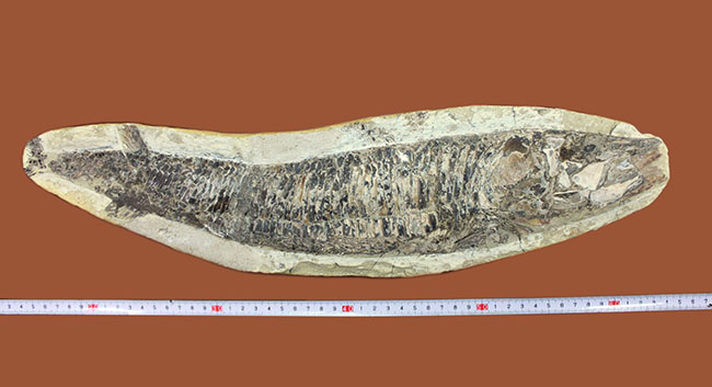 中生代白亜紀に棲息していた絶滅魚、ヴィンクティフェルの化石(その12)