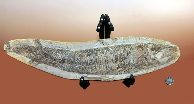 中生代白亜紀に棲息していた絶滅魚、ヴィンクティフェルの化石（その13）