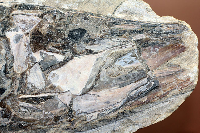 中生代白亜紀に棲息していた絶滅魚、ヴィンクティフェルの化石（その2）