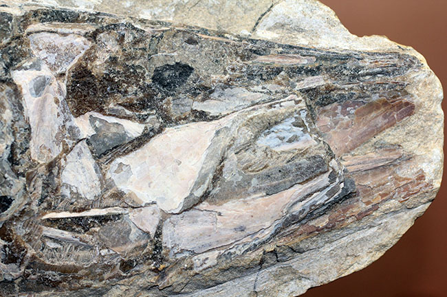 中生代白亜紀に棲息していた絶滅魚、ヴィンクティフェルの化石(その2)
