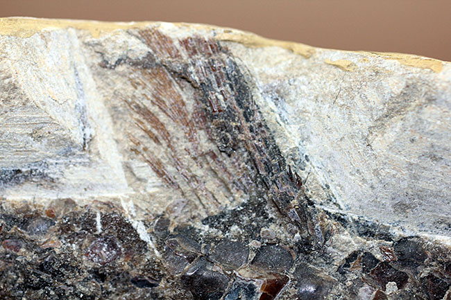 中生代白亜紀に棲息していた絶滅魚、ヴィンクティフェルの化石（その4）
