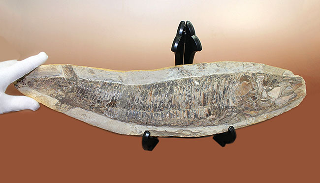 中生代白亜紀に棲息していた絶滅魚、ヴィンクティフェルの化石