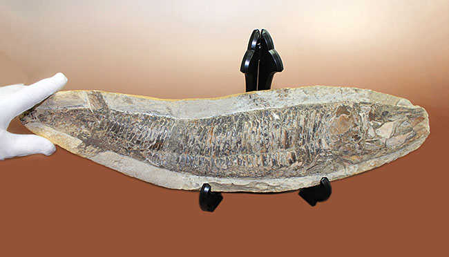 中生代白亜紀に棲息していた絶滅魚、ヴィンクティフェルの化石（その5）