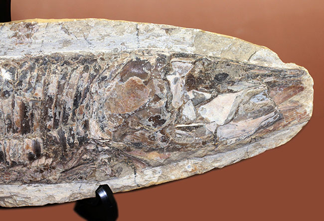 中生代白亜紀に棲息していた絶滅魚、ヴィンクティフェルの化石(その6)