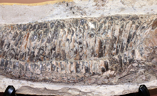 中生代白亜紀に棲息していた絶滅魚、ヴィンクティフェルの化石（その7）