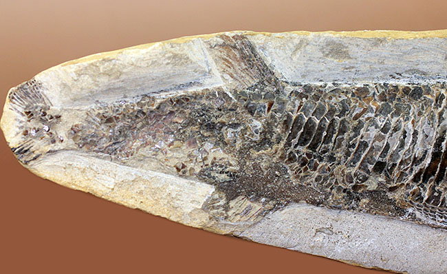 中生代白亜紀に棲息していた絶滅魚、ヴィンクティフェルの化石