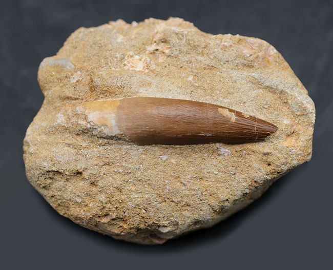 白亜紀の海生爬虫類、首長竜、エラスモサウルス(Elasmosaurus)の母岩付きの歯化石(その1)